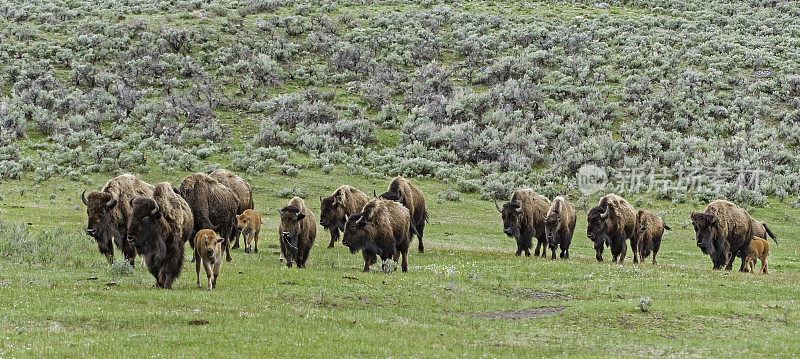 美国野牛(bison bison)，也被称为美国水牛，在怀俄明州的黄石国家公园大量发现。一群小动物。新出生的动物。